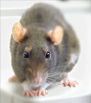 gambar tikus